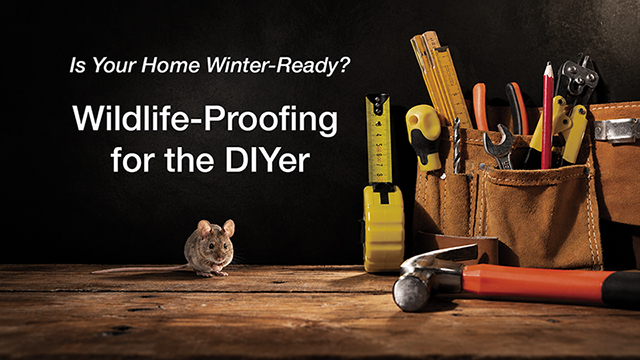 workshop-rodent-proofing